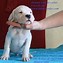 Image result for Dogo Argentino Puppy