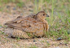 Image result for Brown Quail