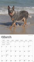 Image result for Cattle Dog Calendar