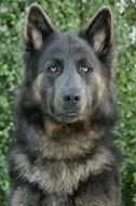 Image result for Funniest German Shepherds