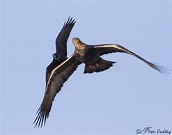 Image result for Raven Grey Eagle