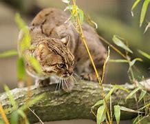 Image result for What Is the World Biggest Cat