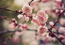 Image result for Cherry Blossom Wallpaper Desktop