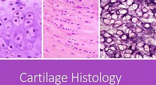 Image result for Histology Diagram