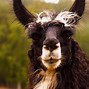 Image result for Llama Pasture