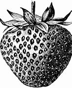 Image result for Strawberry Line Drawing