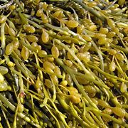 Image result for Taranaki Seaweed Species