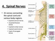 Image result for Spinal Nerves List