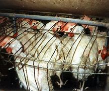 Image result for Caged Hens