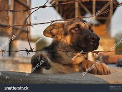 Image result for Sad German Shepherd