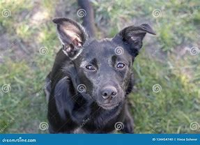 Image result for Smile Dog Black Room