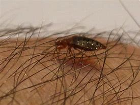 Image result for Lamb Hair Insect