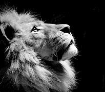 Image result for Black Mane Lion Wallpaper HD