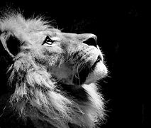 Image result for Lion Wallpaper Black and White