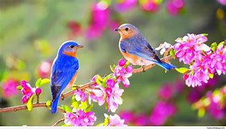 Image result for Spring Pet Wallpaper