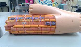 Image result for Cardiac Muscle Model