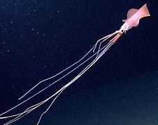 Image result for Rare BigFin Squid