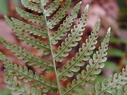 Image result for Fern Sori Diagram