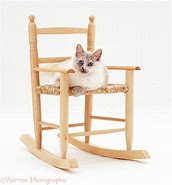 Image result for Cat On Chair