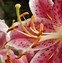 Image result for Orange Stargazer Lily