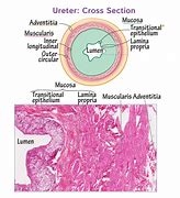 Image result for Ureter Segments