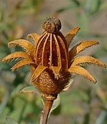 Image result for Flowers Seeds