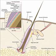 Image result for Hair Follicle Anatomy