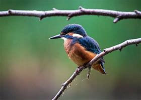 Image result for Kingfisher