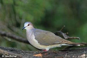 Image result for White-tipped Dove