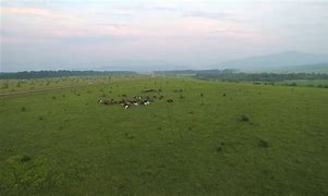 Image result for Western Cattle Ranch