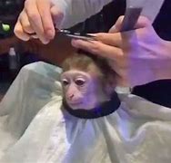 Image result for Cutting Monkey Hair Meme