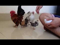 Image result for Serama Chicken Size Chart