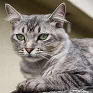 Image result for Dark Gray Tabby Cat