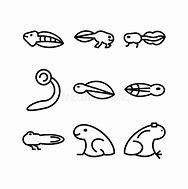 Image result for Tadpole Motif