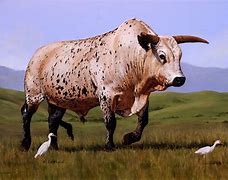 Image result for Nguni Bull Pictures