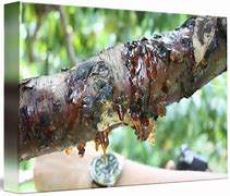 Image result for Peach Tree Sap