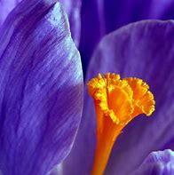 Image result for Macro Photography Natural Forms