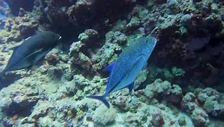 Image result for Trevali Fish