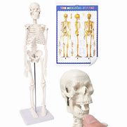 Image result for Human Skeleton Anatomy Kit