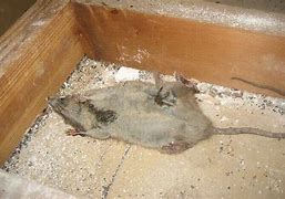 Image result for Dead Rat in Duct