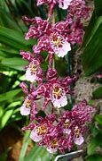 Image result for Oncidium Orchid Plant