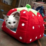 Image result for Amazing Cat House