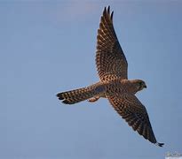 Image result for Common Kestrel Female