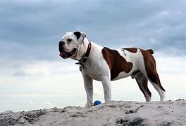 Image result for Old Victorian Bulldog