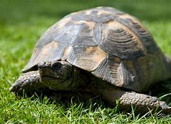 Image result for 2 Turtles Turtle House