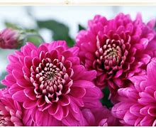 Image result for Pink Dull Flowers