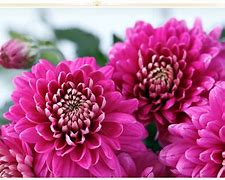 Image result for Pink Long Flowers