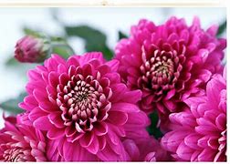 Image result for Fresh Pink Flowers