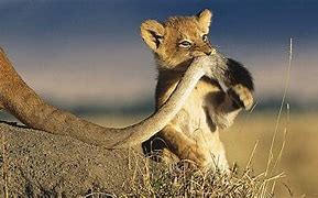 Image result for Lion Cub Roar