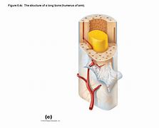 Image result for Layers of Bone Cells Simple